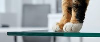 Close-up of cat paws on green surface with blurred office background, suitable for pet, workplace, and animal content.