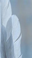 Soft white feathers with delicate texture and fine details against blurred background for nature and wellness designs.
