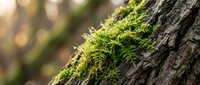 Green moss growing on tree bark in natural forest environment with soft sunlight filtering through creating peaceful woodland atmosphere.
