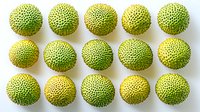 Fresh breadfruit arranged in neat rows on white background, tropical exotic fruit with textured green skin showing natural pattern and ripeness stages.