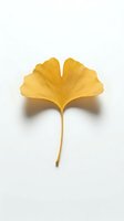 Single golden ginkgo leaf isolated on white background with natural autumn coloring and detailed texture for seasonal design projects.