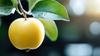 Fresh yellow apple hanging on tree branch with green leaves against blurred natural background, morning dew drops on fruit surface. Organic garden produce.