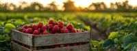 Fresh ripe strawberries in rustic wooden crate at sunset in agricultural field, golden hour panoramic view with green leaves and warm sunlight.