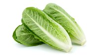 Fresh romaine lettuce heads isolated on white background, crisp green leaves perfect for salads, healthy eating and cooking ingredients for restaurant menus.