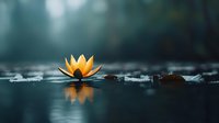 Yellow water lily floating on dark pond surface with reflection, creating serene atmosphere in misty forest background.
