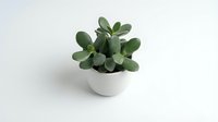 Small jade succulent plant in white ceramic pot on clean background for home decor and gardening projects.