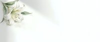 White lily flowers with green leaves isolated on white background, ready for design projects, wedding invitations, greeting cards, and floral arrangements.