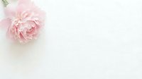 Pink peony flower with green stem on white background, isolated and ready for design use on cards, invitations, and digital projects.