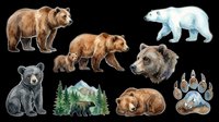 Watercolor bear collection featuring brown bears, polar bear, black bear cubs, and paw prints isolated on transparent background. Ready for t-shirt design, clipart, stickers, sublimation, and print-on-demand products.