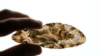 Hand holding raw golden amber colored oyster shell against white background showcasing natural texture and organic form for culinary and seafood concepts.