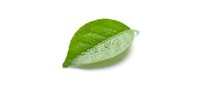 Isolated fresh green leaf with water droplets on white background, suitable for organic, nature, and wellness design projects.