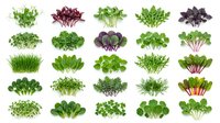 Fresh leafy greens and herbs collection isolated on white background, ready for culinary, nutritional, and design projects including packaging and menus.