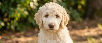 Adorable cream-colored goldendoodle puppy with curly coat sitting outdoors in natural garden setting with soft bokeh background for pet care content.