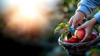 Child hands holding wicker basket filled with fresh red apples during autumn harvest in sunny orchard with warm golden light and blurred background.