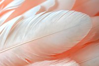 Delicate white feather macro shot with soft coral pink background showing detailed texture and gentle curves, creating ethereal natural minimalist composition.