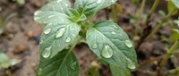 Fresh green plant with glistening water droplets on textured leaves after rain, set against a blurred garden soil background.