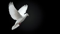 White dove flying with spread wings against black background symbolizing peace, freedom and hope for spiritual and religious concepts.