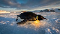 Penguin waddling across frozen Antarctic ice landscape during golden hour sunset, with snow-covered mountains in background and sparkling ice surface.