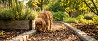 Golden Cocker Spaniel sniffing ground in sunny garden path surrounded by lush green plants and raised wooden herb beds in warm light.
