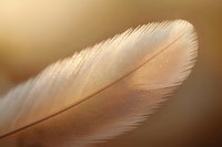Delicate white feather with soft golden light creating warm glow and ethereal atmosphere for spiritual wellness meditation and peaceful nature concepts.