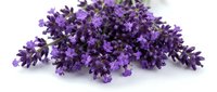 Purple flowering plant with dense clusters of small blooms isolated on white background, suitable for garden design, landscaping projects, and botanical illustrations.