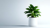 Green tropical plant in modern white ceramic pot against light background, minimalist home decor composition with copy space for text placement.