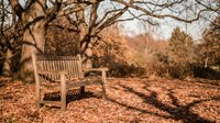 Empty wooden bench surrounded by fallen autumn leaves in peaceful park setting during golden hour creating serene outdoor relaxation atmosphere.