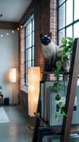Siamese cat with blue eyes perched on a wooden bookshelf with green pothos plant in a modern loft interior with brick walls.