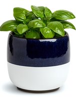 Fresh basil plant growing in modern two-tone ceramic pot featuring navy blue and white glazed finish, suitable for kitchen herb garden and home decor styling.