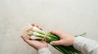Fresh spring onions and leeks bundled together in hands against neutral background, suitable for culinary, food styling, and cooking content.