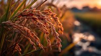 Golden rice grains hanging heavy on stalks in warm sunset light, ready for harvest in agricultural field during autumn season.