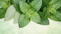 Fresh green mint leaves with detailed texture and veins arranged on light background for culinary herbs cooking recipes natural ingredients.