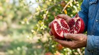 Farmer holding freshly harvested pomegranate cut in half, displaying seeds and fruit interior in orchard garden setting with blurred foliage background.