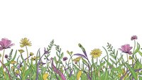 Wildflower meadow border with colorful blooms and grass on white background. Floral frame for spring summer designs, botanical illustration style.