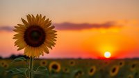 Single sunflower in field during golden hour sunset with warm orange sky and blurred sunflower field background creating peaceful agricultural landscape.