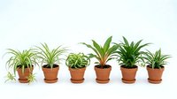 Collection of small potted spider plants and succulents in terracotta pots arranged in row on white background for home decor and gardening projects.