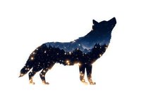Wolf silhouette filled with starry night sky and glowing lights against white background, double exposure nature artwork suitable for wall decor and prints.