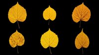 Six golden autumn leaves isolated on transparent background, ready for t-shirt design, stickers, clipart, sublimation, and print on demand projects.