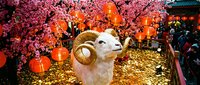 Goat with large curved horns stands in festive setting surrounded by pink cherry blossoms, red lanterns, and gold coins, celebrating lunar new year traditions and prosperity.