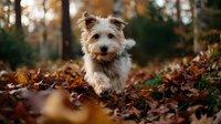 Adorable terrier puppy running through autumn forest with fallen leaves, perfect for seasonal pet photography and animal lifestyle content.