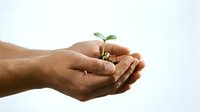 Hands gently holding small green plant seedling with soil, symbolizing growth, care and environmental protection against clean white background.