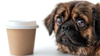 Adorable brown pug puppy with expressive eyes sitting next to takeaway coffee cup on white background, perfect for pet care and cafe marketing materials.
