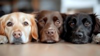 Three adorable Labrador Retriever dogs lying in row on wooden floor, close-up portrait of yellow, chocolate and black lab faces with soulful eyes.