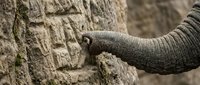 Elephant trunk reaching toward textured rock wall showing natural behavior and wildlife interaction in outdoor habitat.