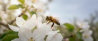 Honeybee collecting nectar from white apple blossom in spring orchard. Pollination process in fruit tree garden with soft bokeh background.