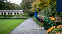 Majestic peacock displaying vibrant plumage stands on garden path surrounded by orange flowers and lush greenery, creating elegant outdoor scene in formal garden setting.