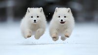 Two playful white Samoyed puppies jumping together in snow, creating synchronized motion with fluffy fur and happy expressions, winter outdoor scene.