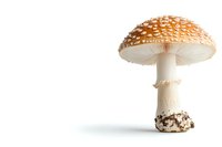Amanita muscaria mushroom with distinctive orange-red cap and white spots isolated on white background, perfect for nature publications or educational content.