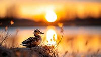 Female mallard duck resting on reeds by tranquil lake at golden sunset, with sun reflecting on calm water surface.