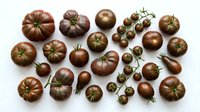 Assorted heirloom tomatoes in rich burgundy and brown tones arranged on white background, showcasing various sizes from cherry to beefsteak varieties for culinary use.